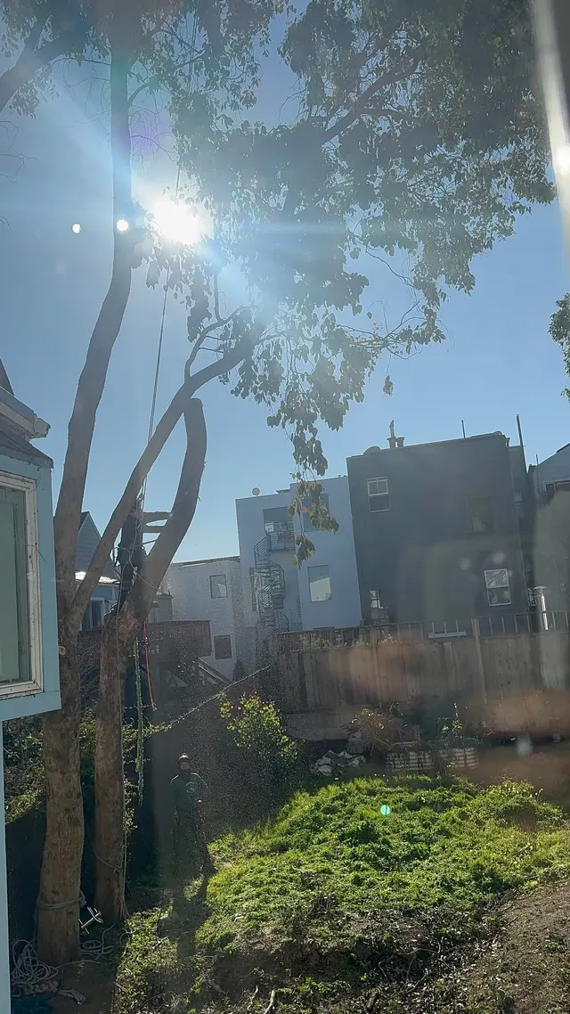 Photo gallery: eucalyptus, image 2 of 6