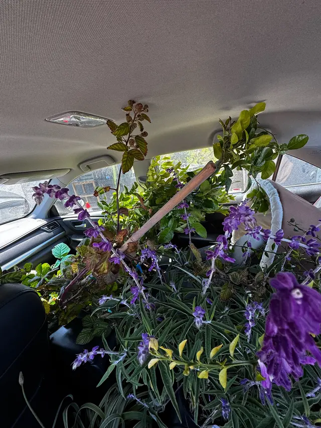 Photo gallery: july plants, image 5 of 15