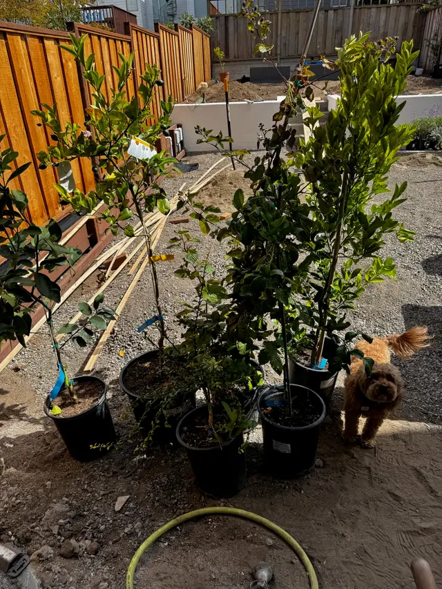 Photo gallery: july plants, image 8 of 15