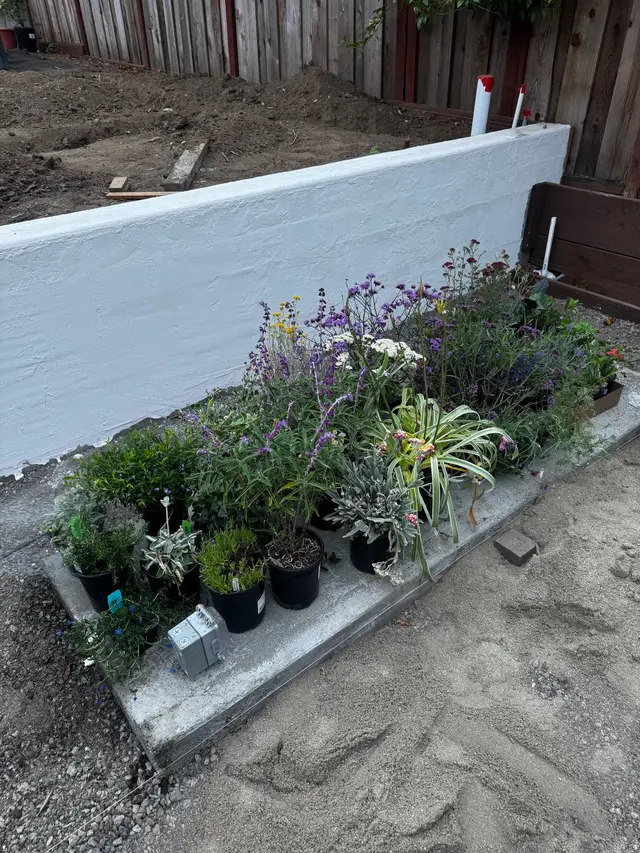 Photo gallery: july plants, image 9 of 15