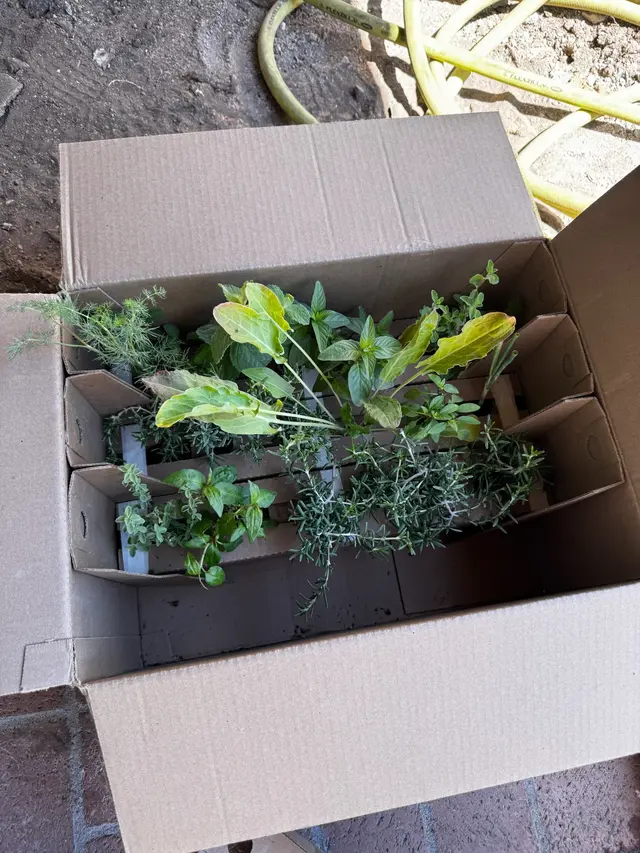 Photo gallery: july plants, image 14 of 15