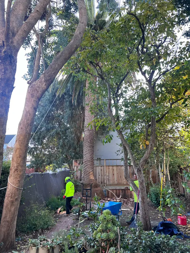 Photo gallery: palm tree, image 2 of 10