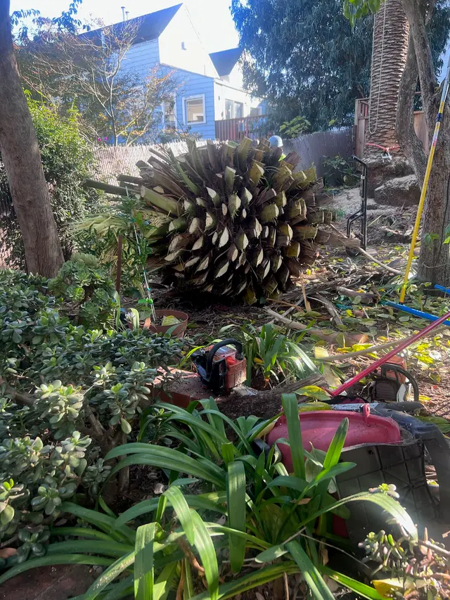 Photo gallery: palm tree, image 4 of 10