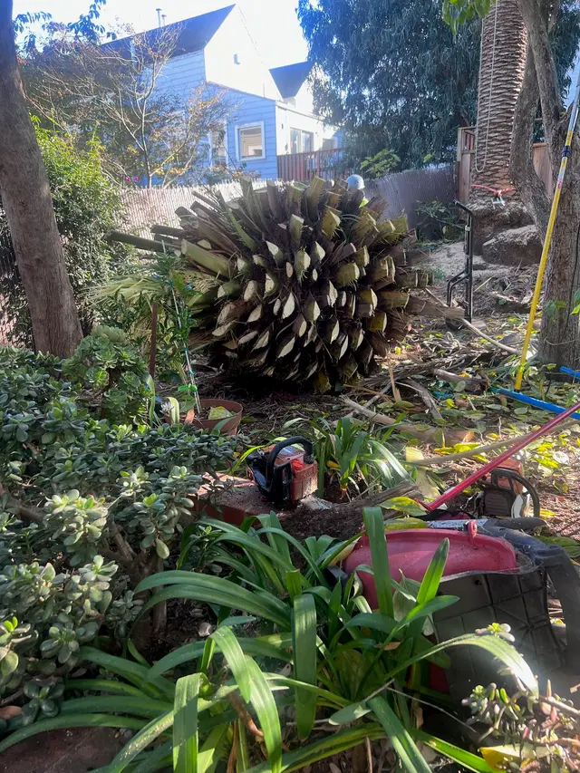 Photo gallery: palm tree, image 4 of 10