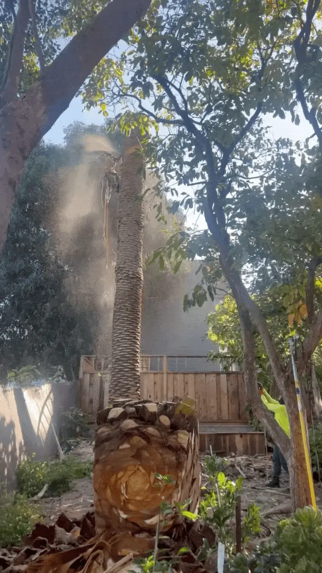 Photo gallery: palm tree, image 5 of 10
