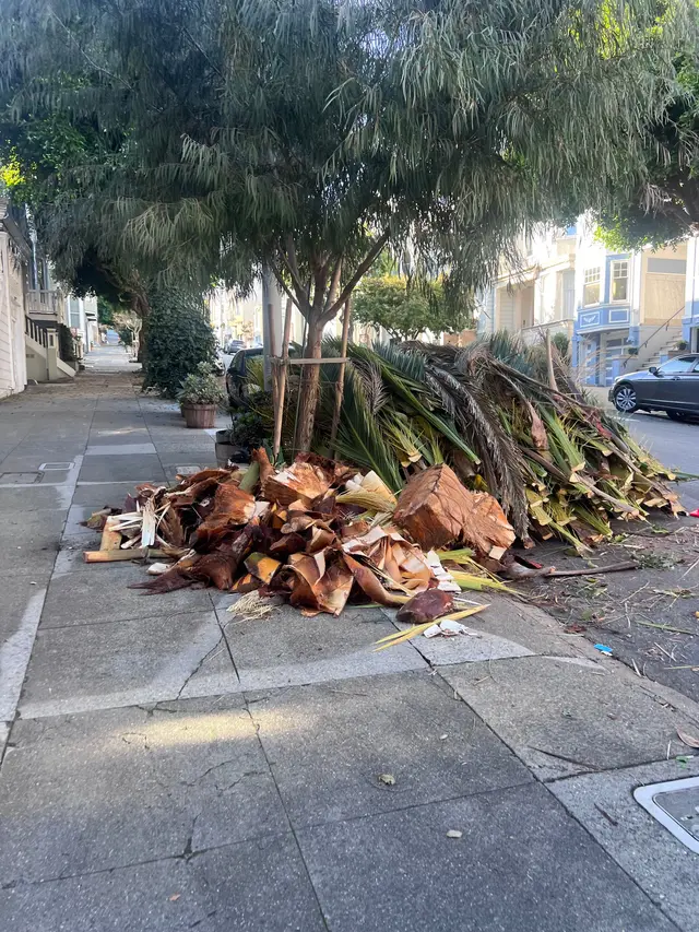 Photo gallery: palm tree, image 6 of 10