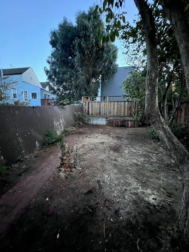 Photo gallery: palm tree, image 10 of 10
